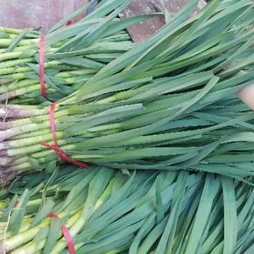 大量蒜苗供应
