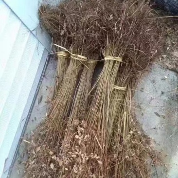 紫穗槐一年二年紫穗槐小丛货也有
