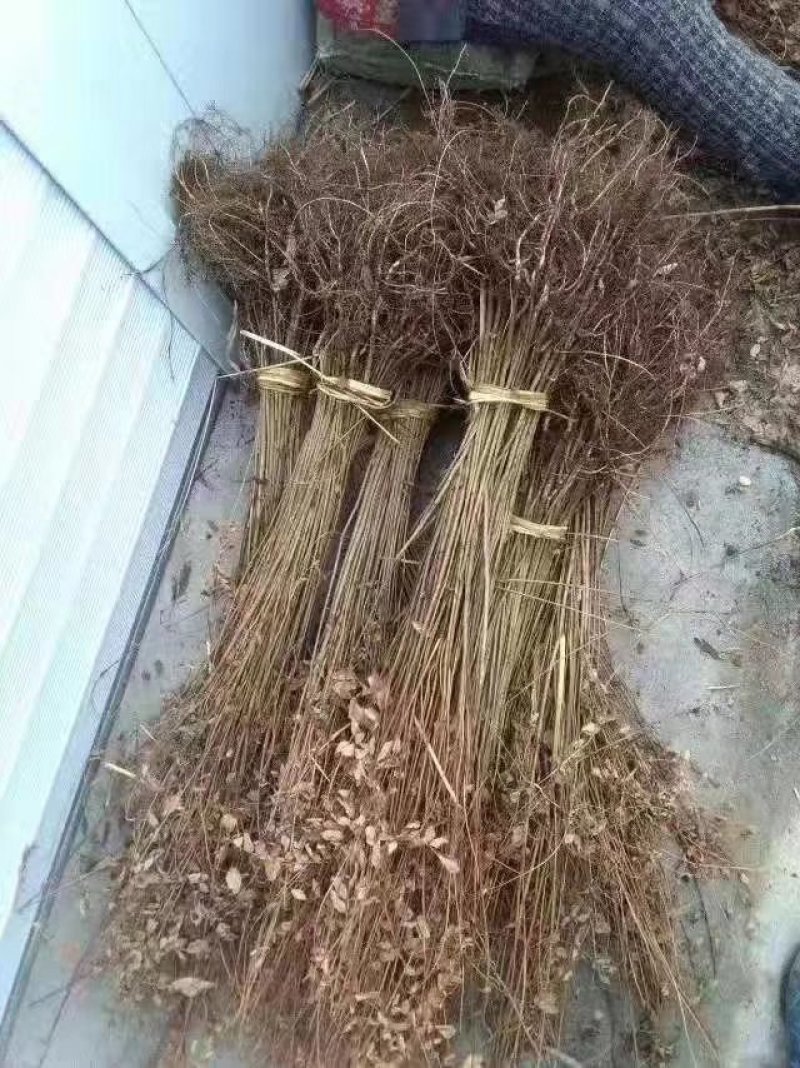紫穗槐一年二年紫穗槐小丛货也有