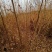 紫穗槐一年二年紫穗槐小丛货也有