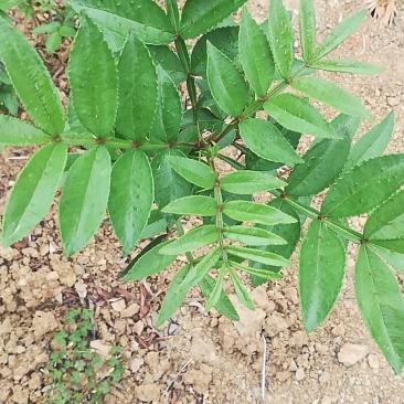 青花椒苗云南新品种青花椒苗，高产抗寒，抗锈病新品种