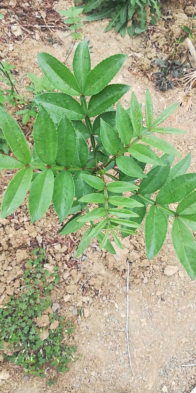 青花椒苗云南新品种青花椒苗，高产抗寒，抗锈病新品种