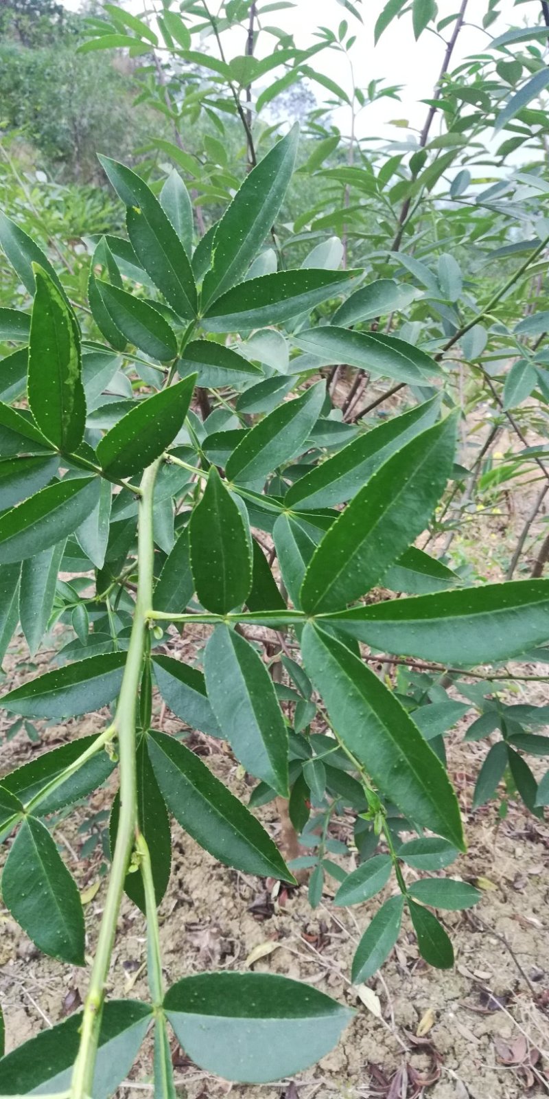 青花椒苗云南新品种青花椒苗，高产抗寒，抗锈病新品种
