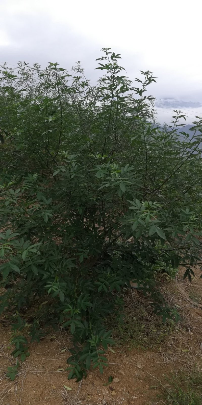 青花椒苗云南新品种青花椒苗，高产抗寒，抗锈病新品种