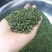 青花椒苗云南新品种青花椒苗，高产抗寒，抗锈病新品种