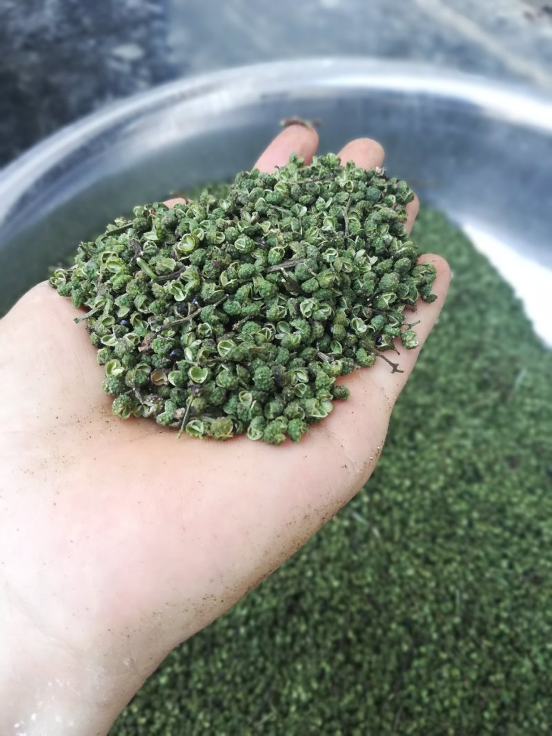 青花椒苗云南新品种青花椒苗，高产抗寒，抗锈病新品种