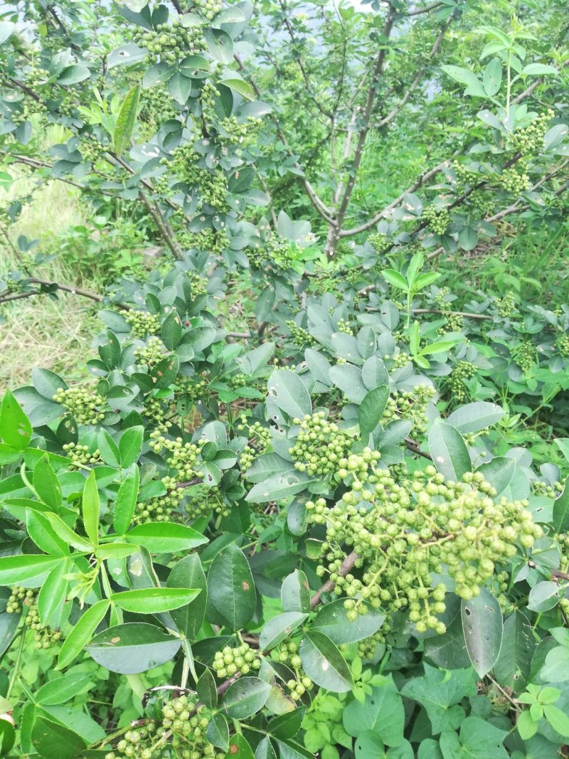 青花椒苗云南新品种青花椒苗，高产抗寒，抗锈病新品种