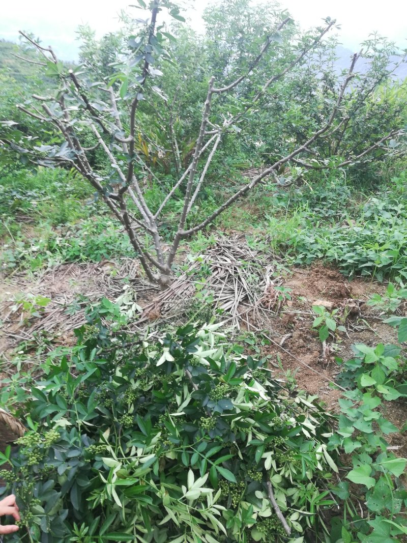 青花椒苗云南新品种青花椒苗，高产抗寒，抗锈病新品种