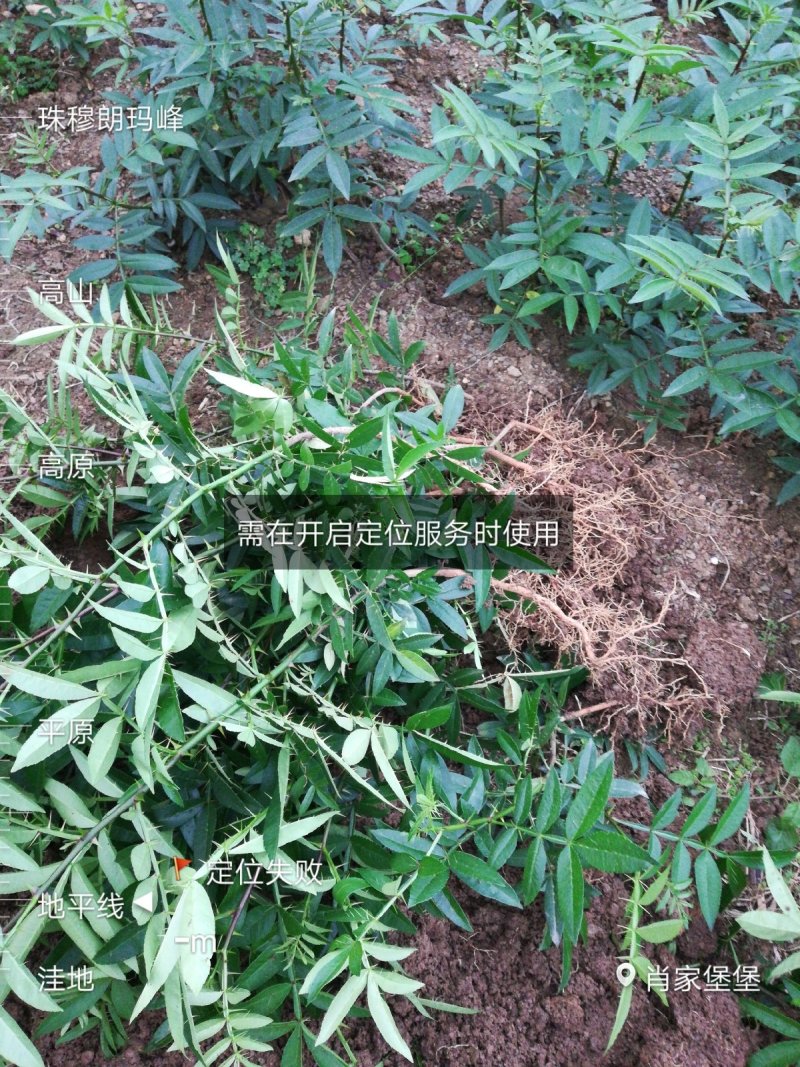 青花椒苗云南新品种青花椒苗，高产抗寒，抗锈病新品种