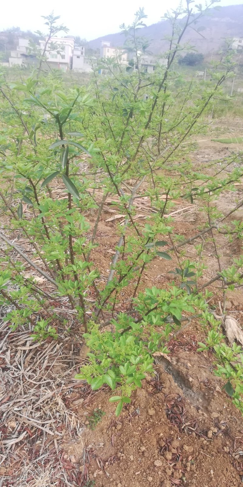青花椒苗云南新品种青花椒苗，高产抗寒，抗锈病新品种