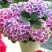 带芽发货当年开花八仙花绣球花苗盆栽无尽夏绿植花卉植物四季