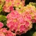带芽发货当年开花八仙花绣球花苗盆栽无尽夏绿植花卉植物四季
