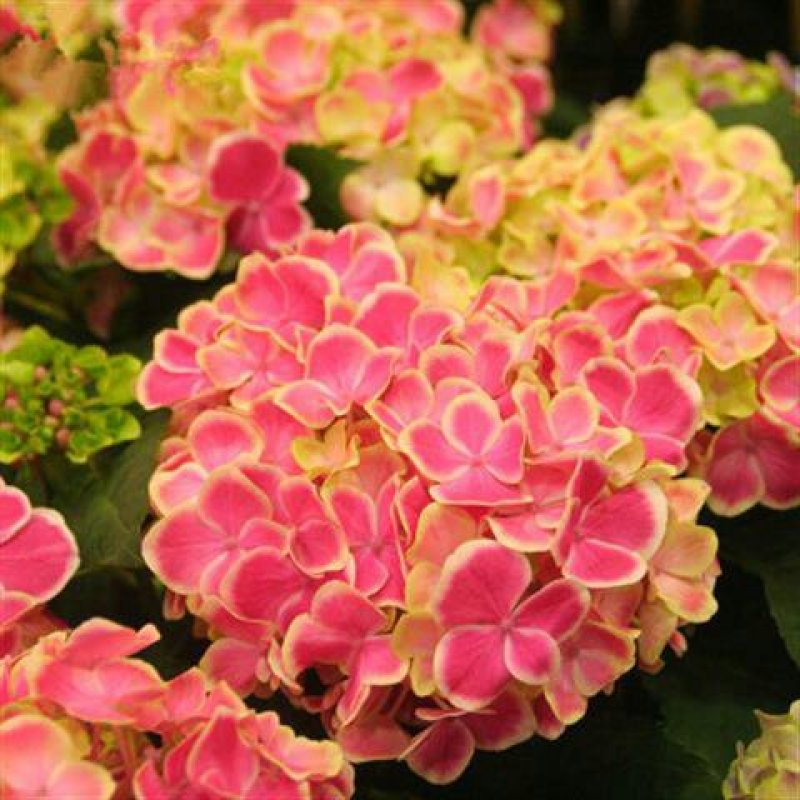 带芽发货当年开花八仙花绣球花苗盆栽无尽夏绿植花卉植物四季