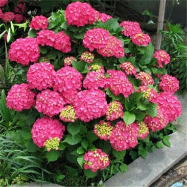 带芽发货当年开花八仙花绣球花苗盆栽无尽夏绿植花卉植物四季