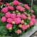 带芽发货当年开花八仙花绣球花苗盆栽无尽夏绿植花卉植物四季