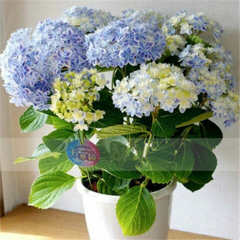 带芽发货当年开花八仙花绣球花苗盆栽无尽夏绿植花卉植物四季