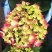 带芽发货当年开花八仙花绣球花苗盆栽无尽夏绿植花卉植物四季