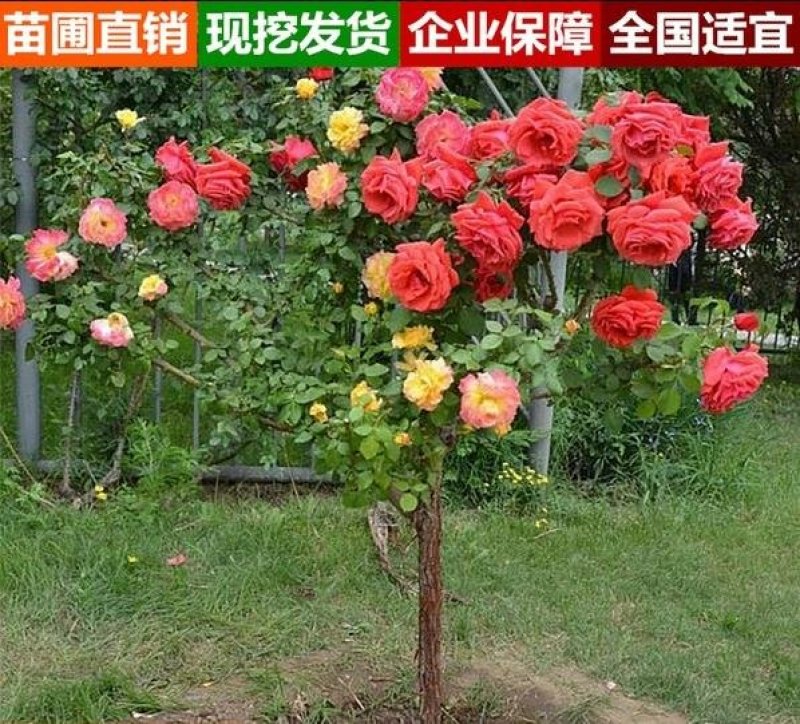 树状月季1-10公分粗品种齐全树形好量大优惠