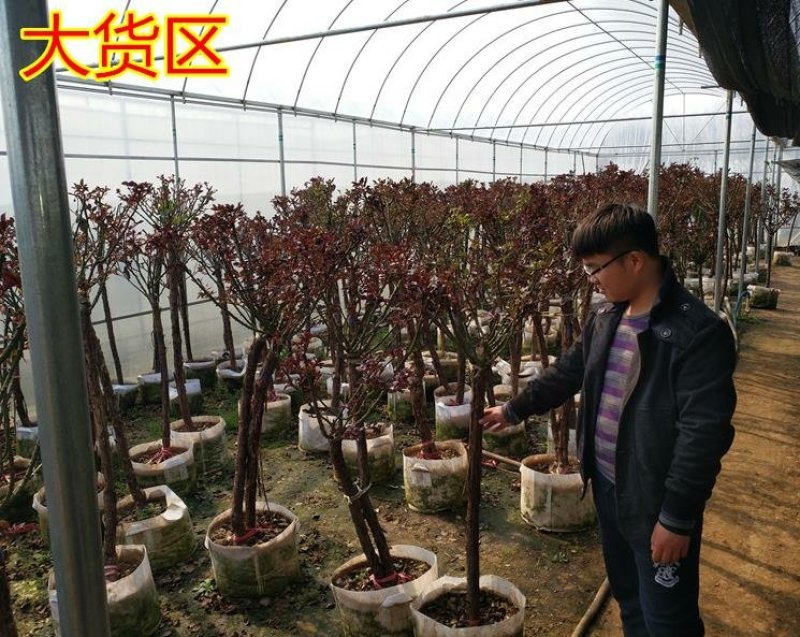 树状月季1-10公分粗品种齐全树形好量大优惠