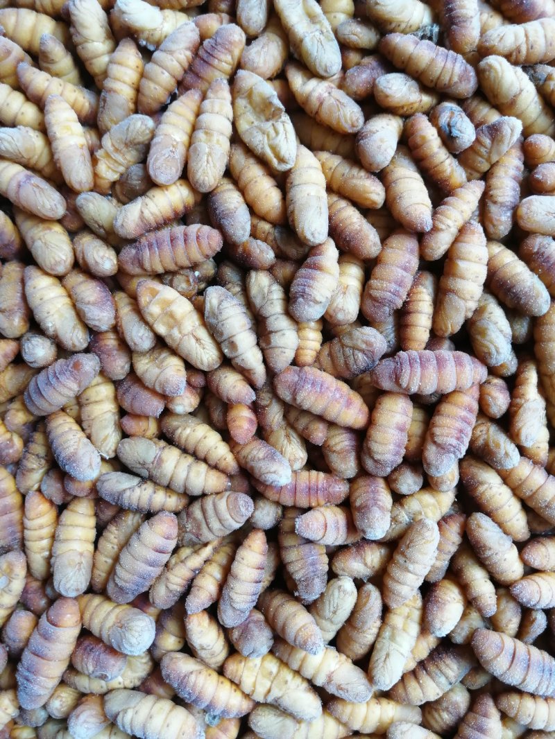 蚕蛹~桑蚕蛹~2020新货上市