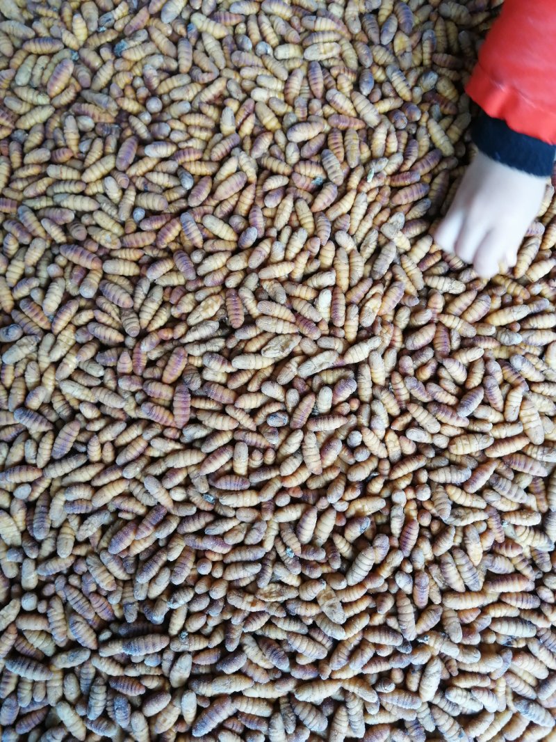 蚕蛹~桑蚕蛹~2020新货上市