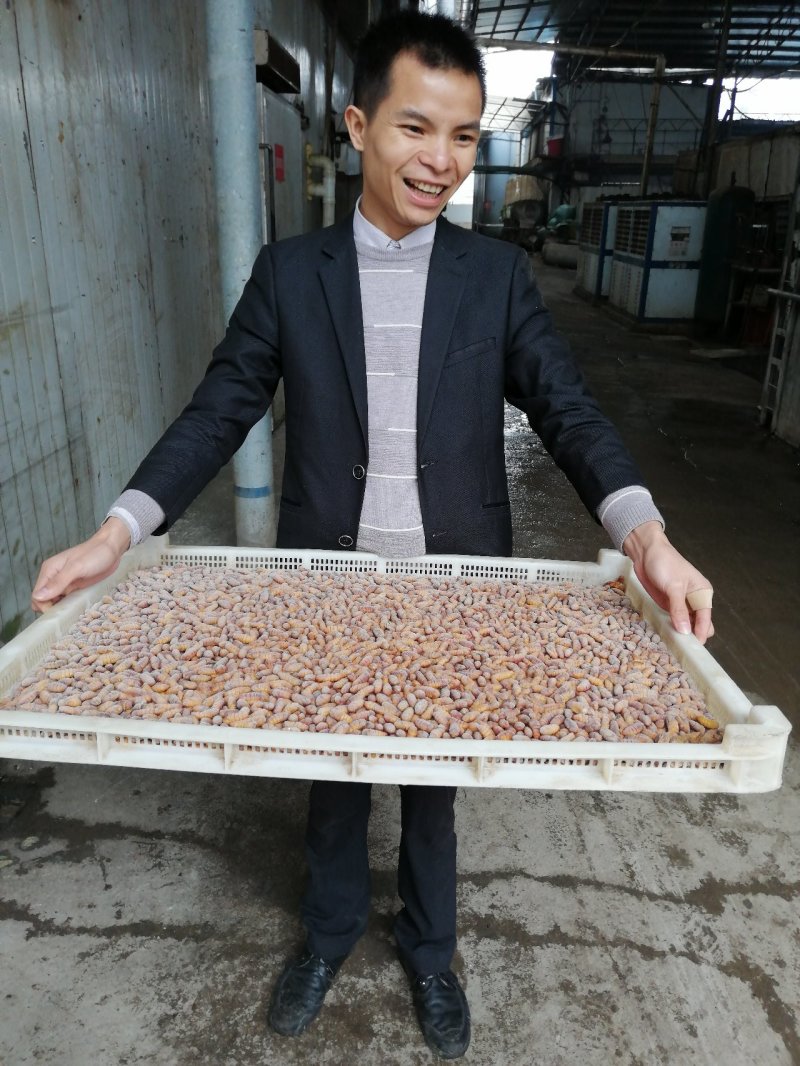 蚕蛹~桑蚕蛹~2020新货上市