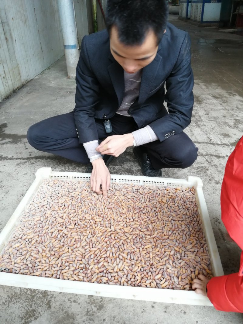 蚕蛹~桑蚕蛹~2020新货上市