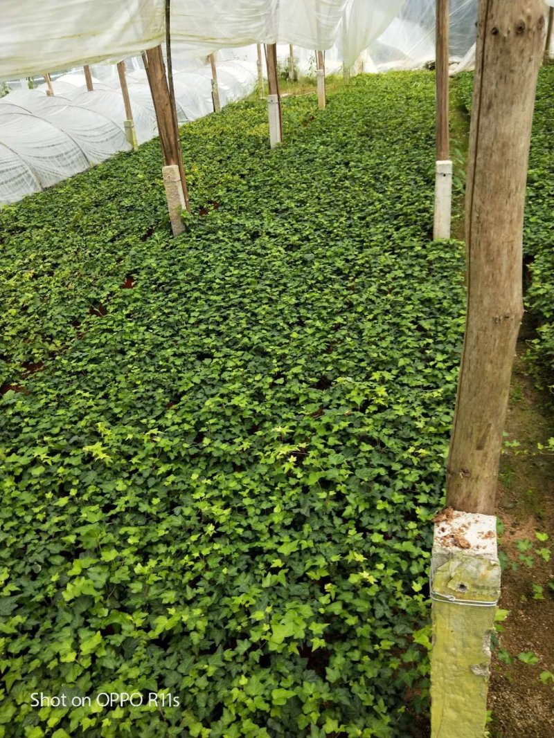 精品高脚杯常春藤基地自产自销