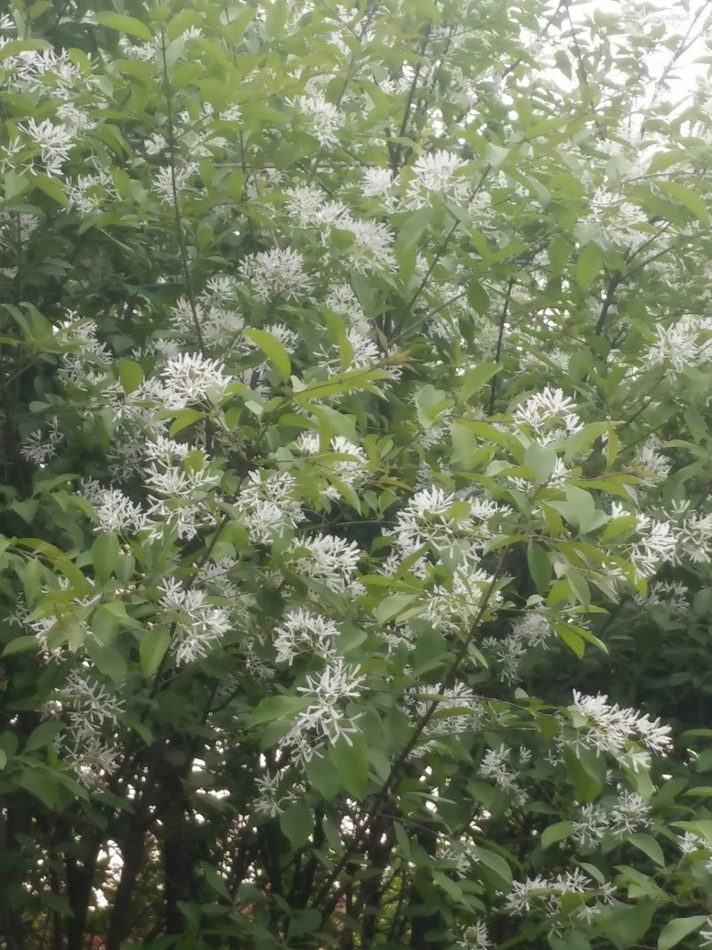 流苏树