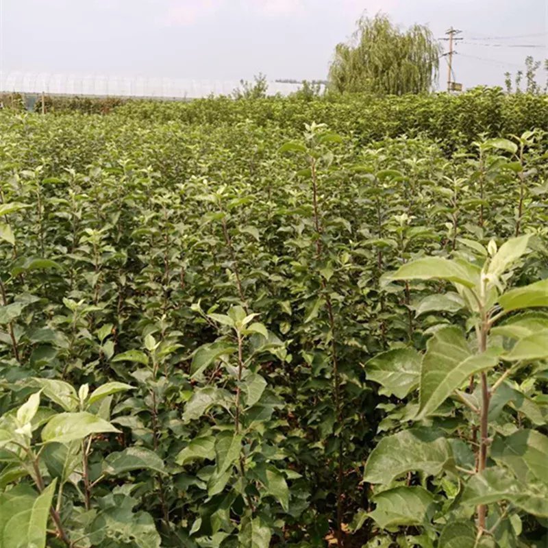 苹果树苗嫁接红富士苹果苗中秋王苹果树苗中秋王苹果苗包