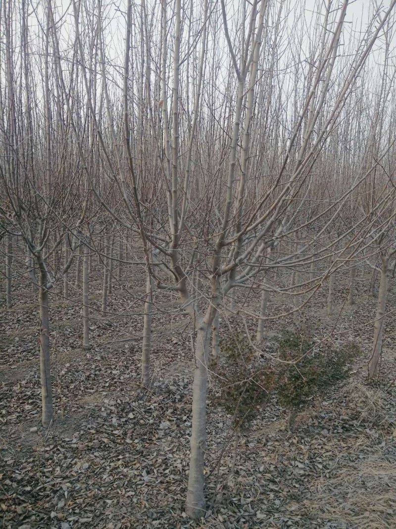 海棠树，九江诚信苗木欢迎全国各地老板来电咨询。