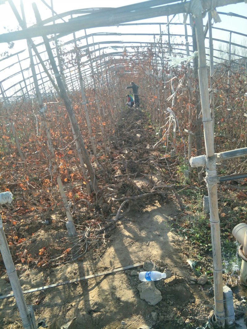 占地葡萄树！常年大量供应精品带叶葡萄树！欢迎来电咨询订购