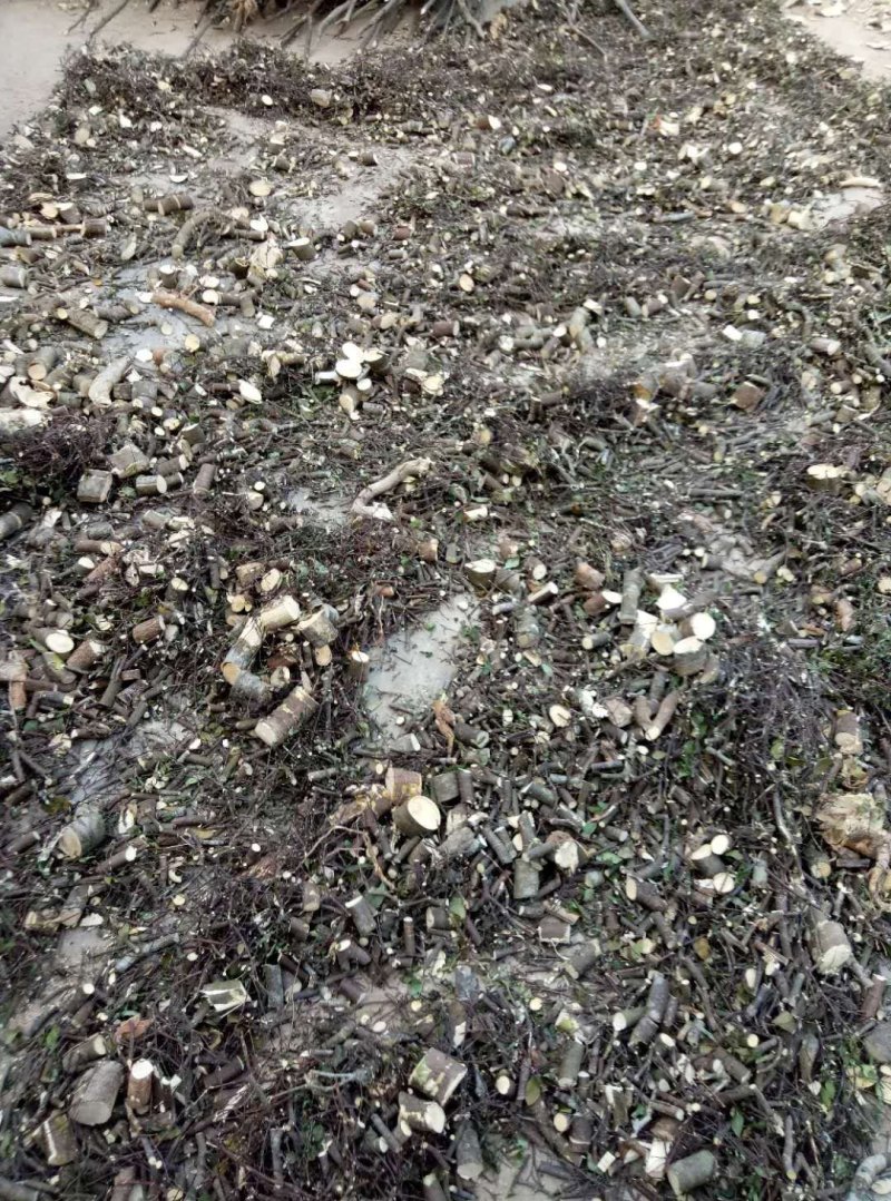 广东纯正了哥王靓货批发零售