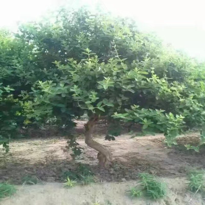 金银花树金银花苗金银花树金银花盆景