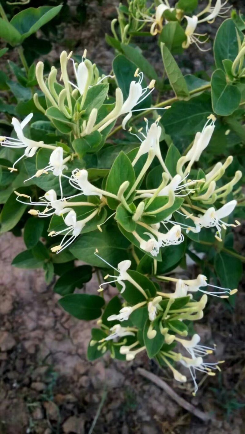 金银花树金银花苗金银花树金银花盆景