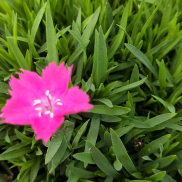 欧石竹