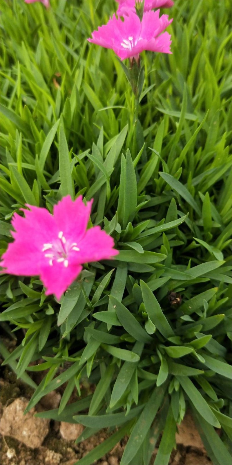 欧石竹