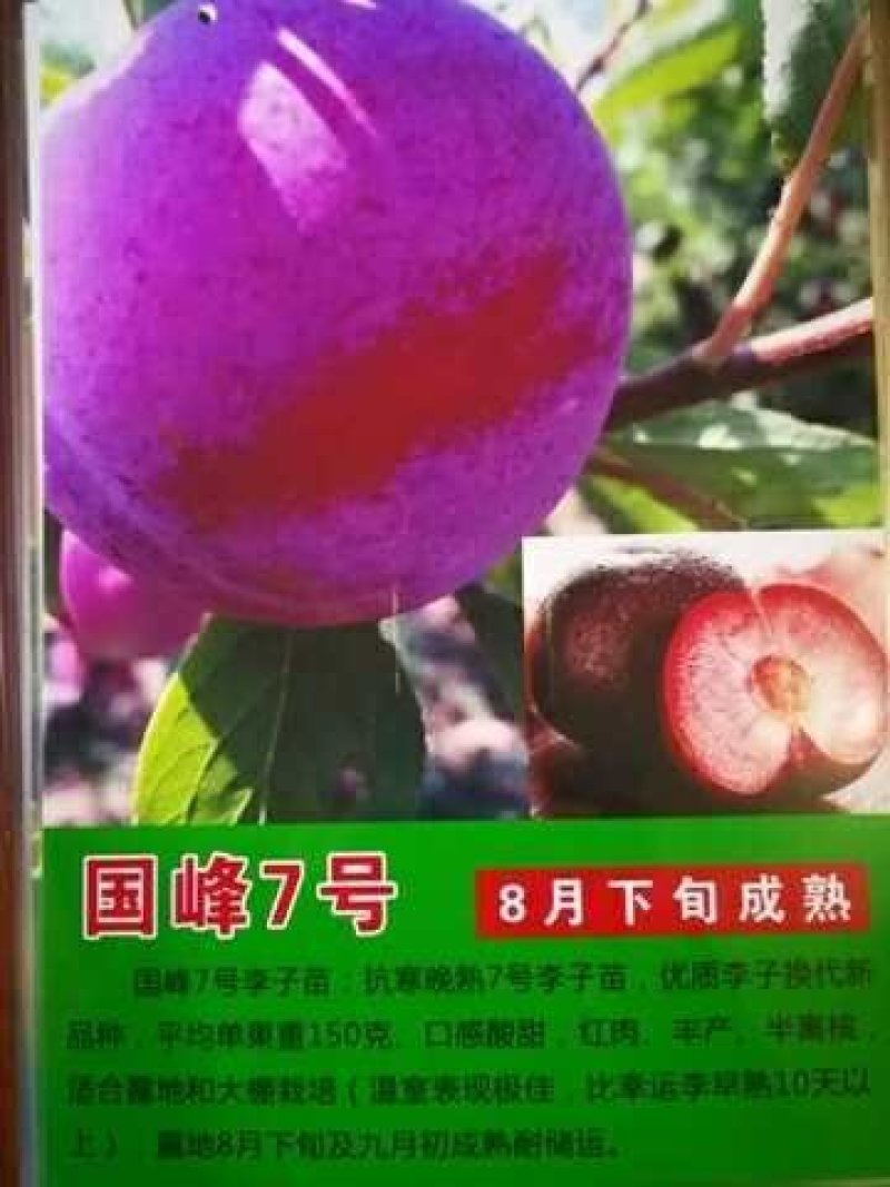 国峰7李子苗果肉红色量大从优