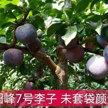 国峰7李子苗果肉红色量大从优