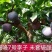 国峰7李子苗果肉红色量大从优
