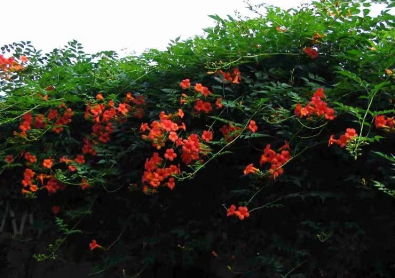 美国凌霄苗庭院爬藤植物凌霄花苗美国凌霄大苗爬藤速度快