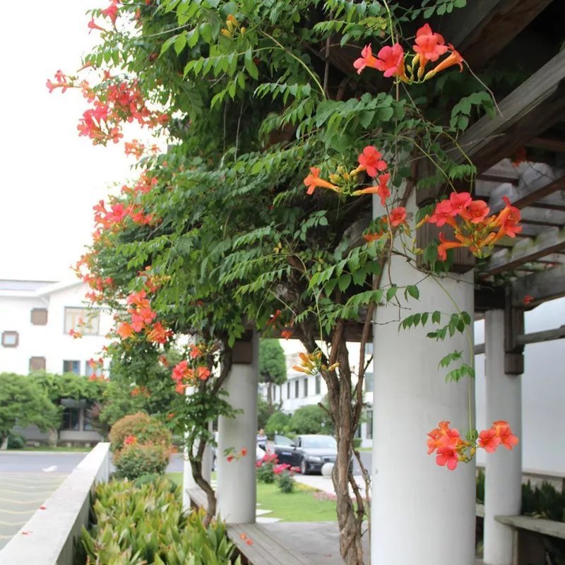 美国凌霄苗庭院爬藤植物凌霄花苗美国凌霄大苗爬藤速度快