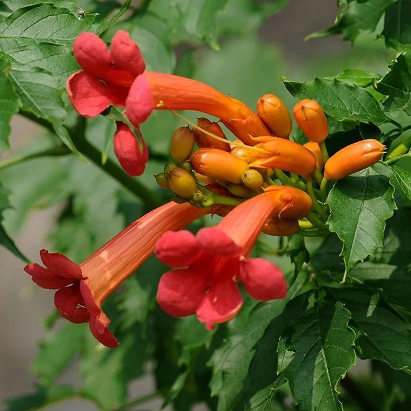 美国凌霄苗庭院爬藤植物凌霄花苗美国凌霄大苗爬藤速度快