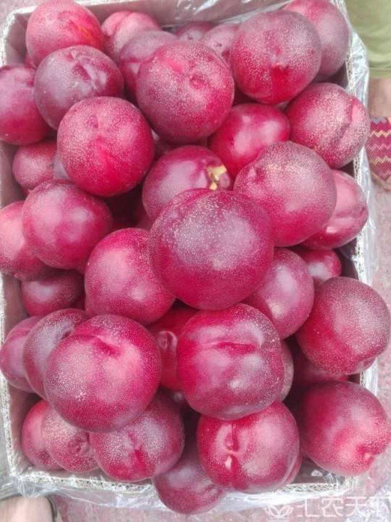 中油19号油桃苗量大从优