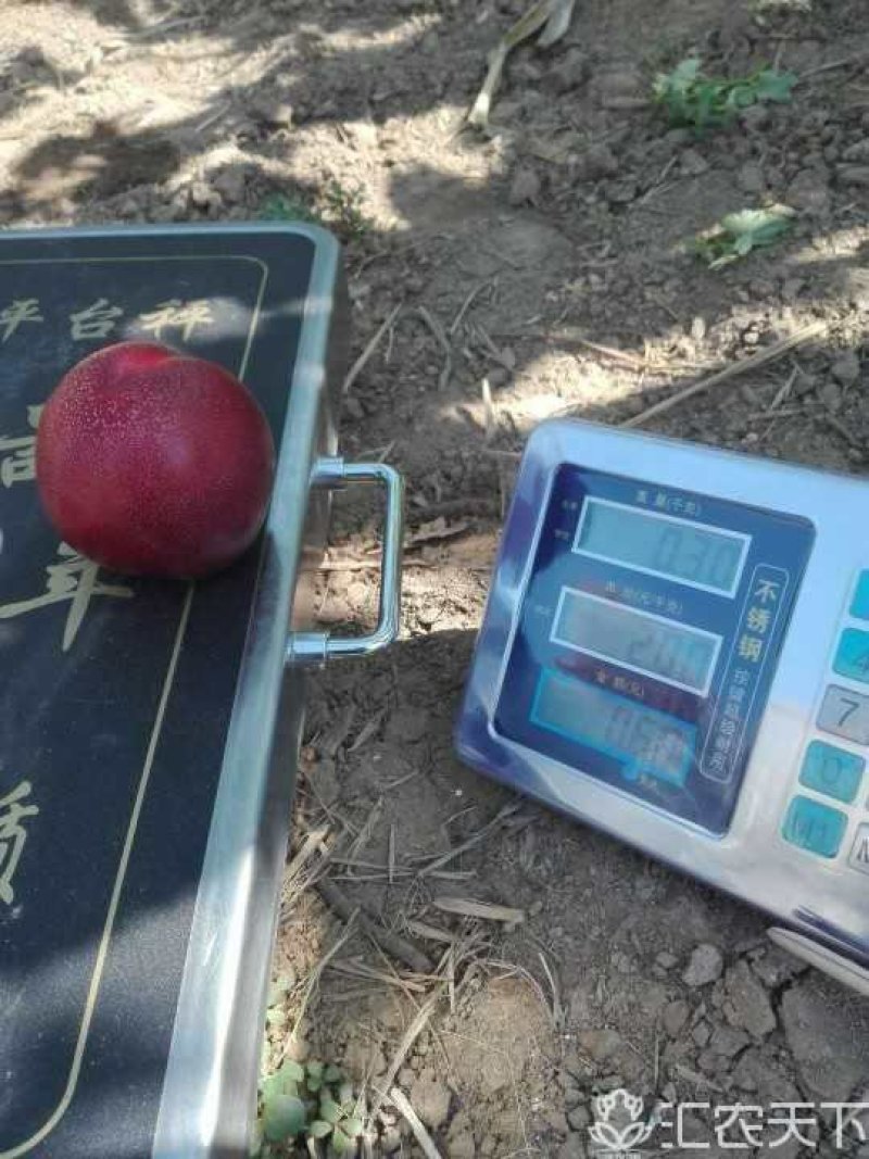 中油19号油桃苗量大从优