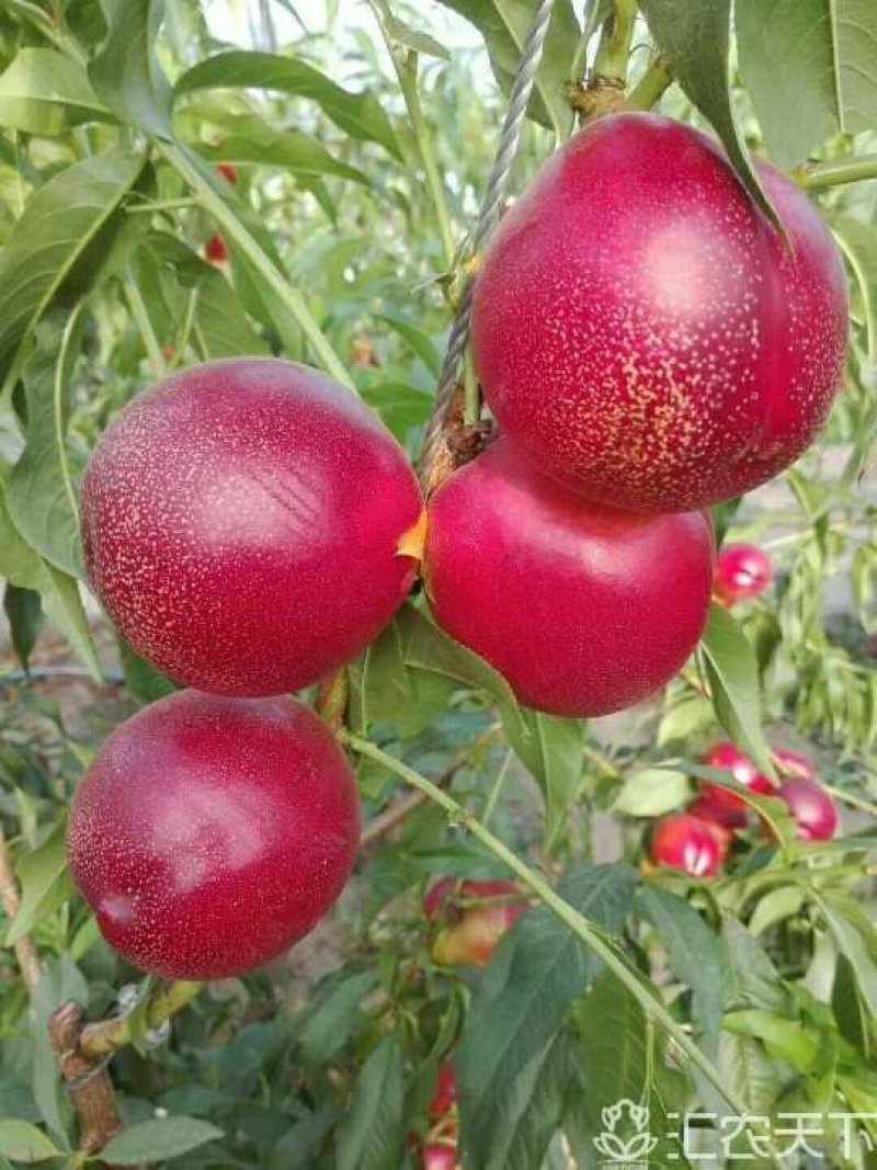 中油19号油桃苗量大从优