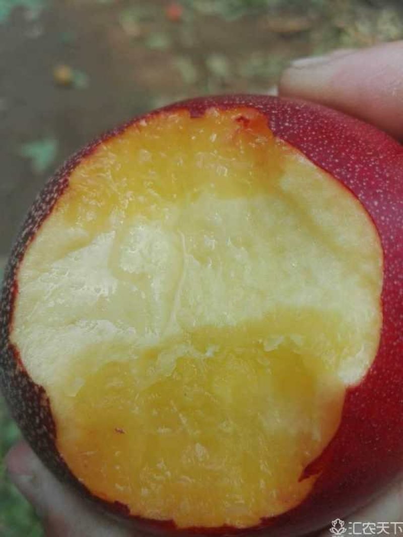 中油19号油桃苗量大从优