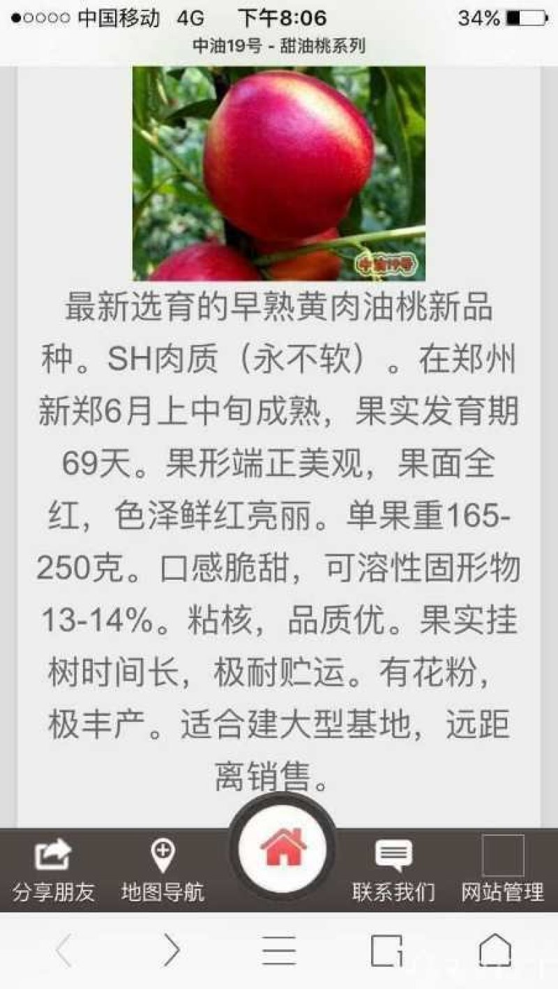 中油19号油桃苗量大从优
