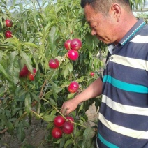 中油19号油桃苗量大从优