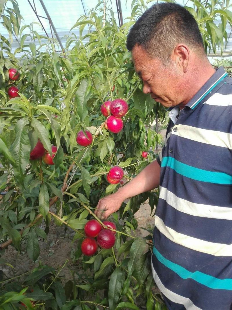 中油19号油桃苗量大从优